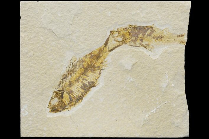 Two Fossil Fish (Knightia) - Wyoming #126042